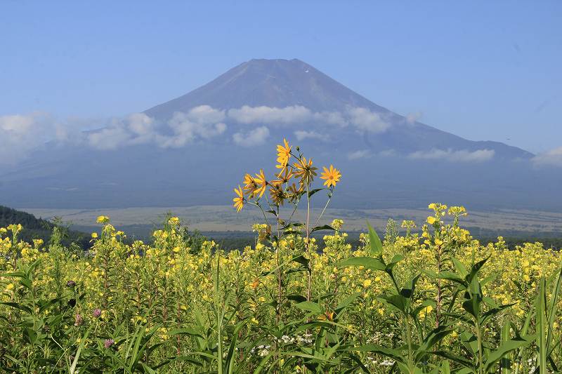 富士山には月見草が・・・_a0188405_949091.jpg