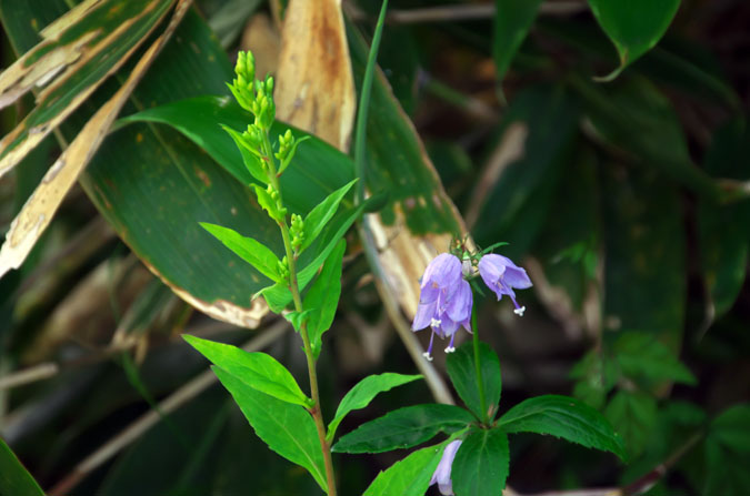 志賀高原　東館山高山植物園2_a0263109_9382555.jpg