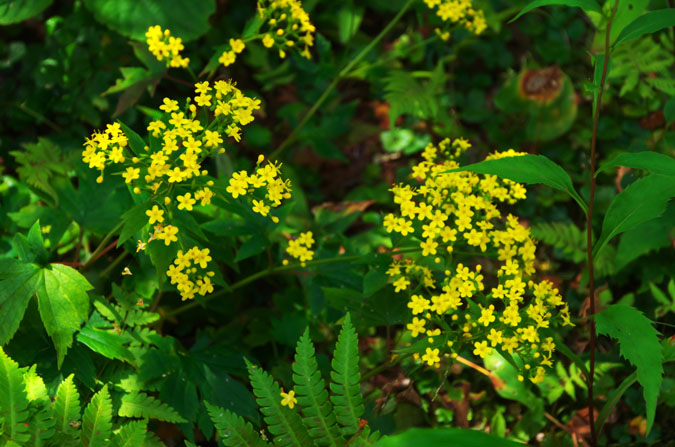 a0263109_938316.jpg