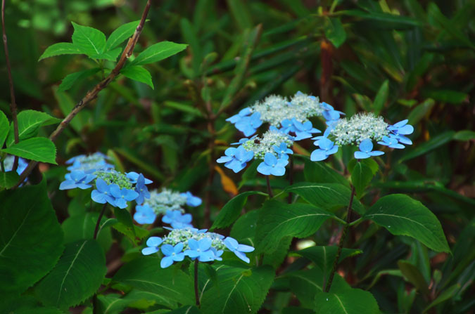 志賀高原　東館山高山植物園2_a0263109_9411956.jpg