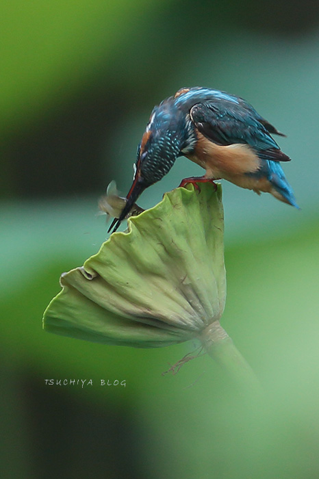 ハスの花とカワセミ_d0053309_20233379.jpg