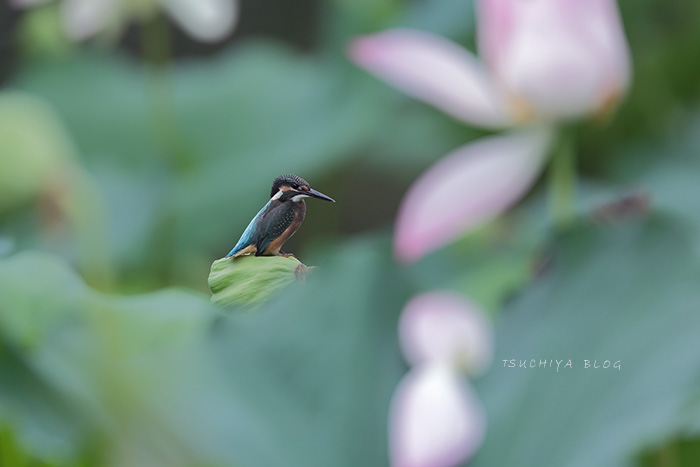 ハスの花とカワセミ_d0053309_20235748.jpg