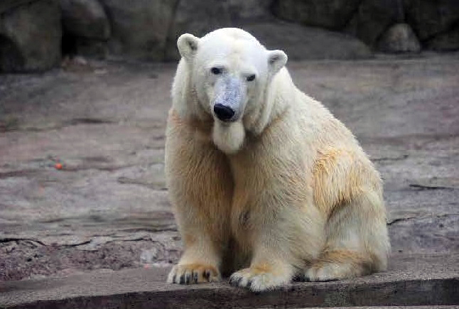 ベルリン動物公園の担当者 ドイツ国内の 近親交配批判 に反論 Errare Humanum Est Polarbearology Conjectaneum