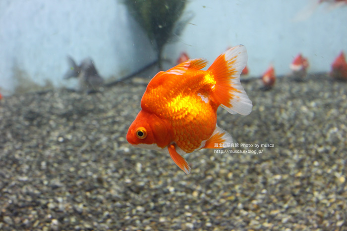 真夏の水族館-名港水編-_b0024125_11211179.jpg