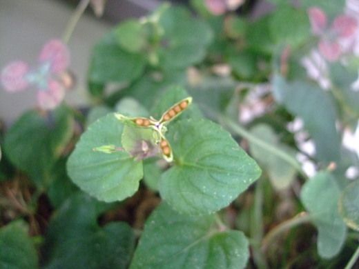 f0243726_11292247.jpg