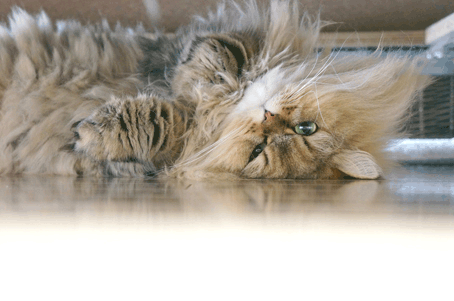 e0157129_19413857.gif
