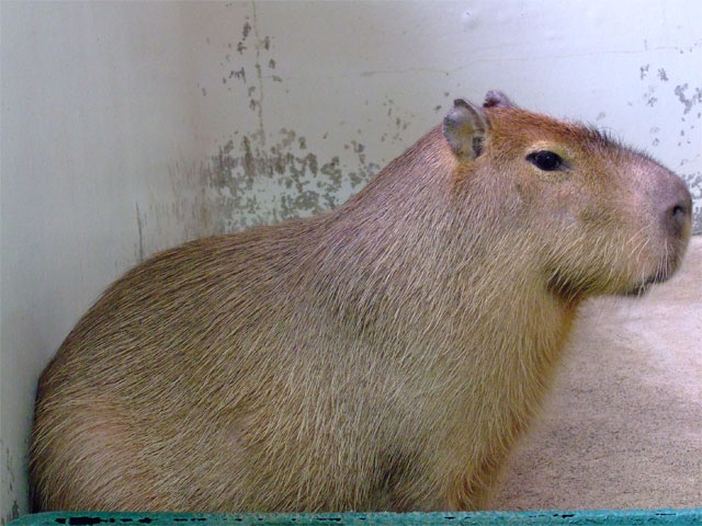 カピバラの『まもる君』_a0179837_1464336.jpg