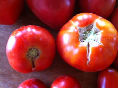 とまとページ ローマ トマト アイフォン 13 PRO ケース | モバイル