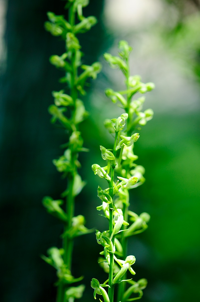 蜻蛉草 とんぼそう 四季の色 こころに写して