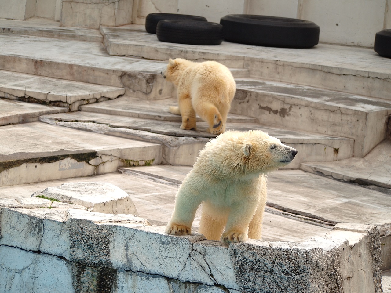 円山動物園シロクマ編＼(^o^)／_d0131165_13475867.jpg