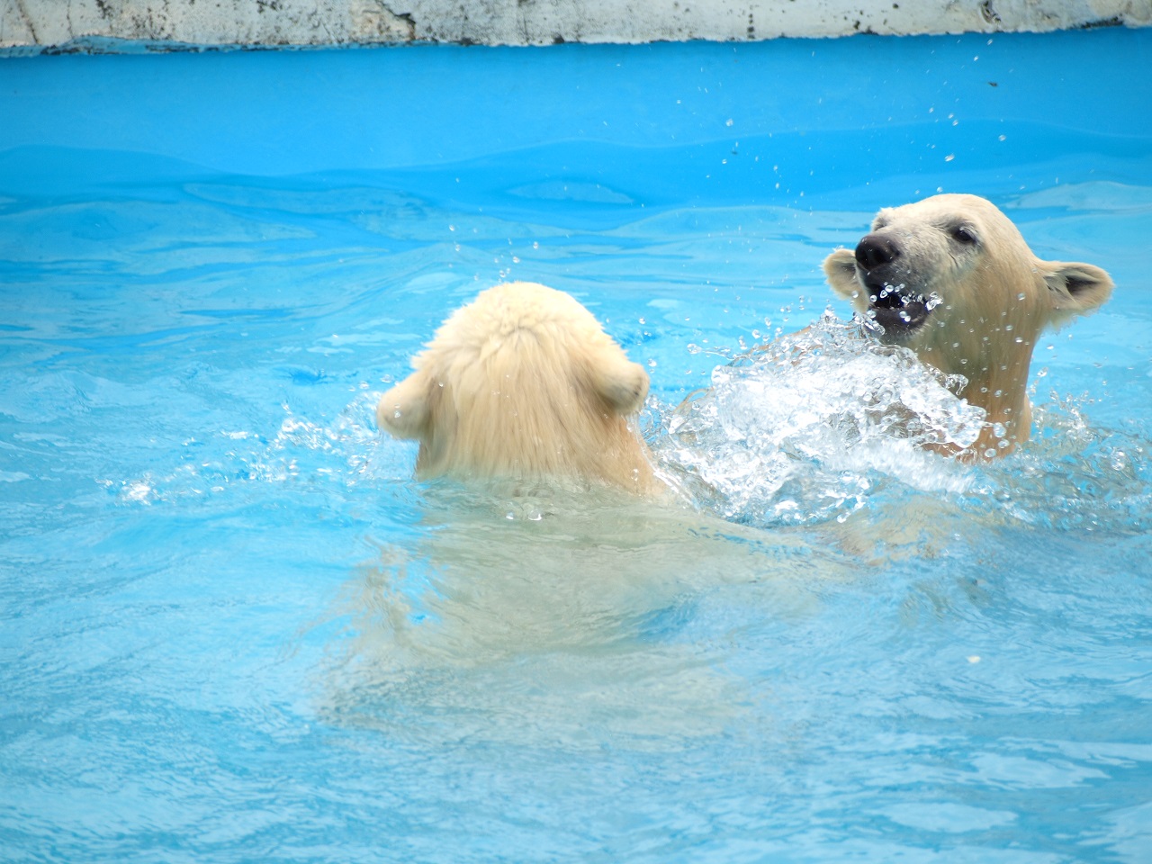 円山動物園シロクマ編＼(^o^)／_d0131165_13515074.jpg