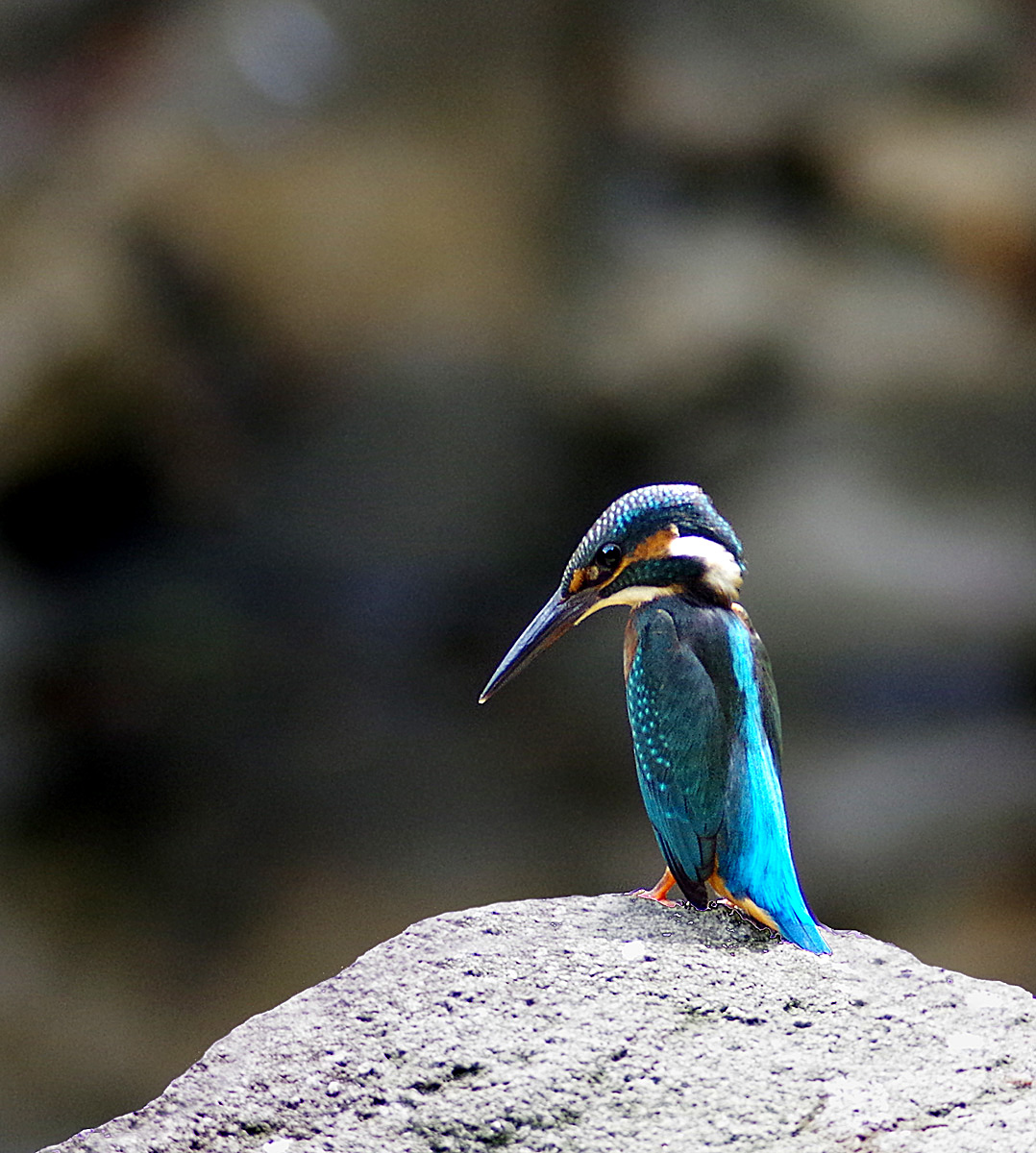 公園のカワセミ　若_f0215767_16344844.jpg