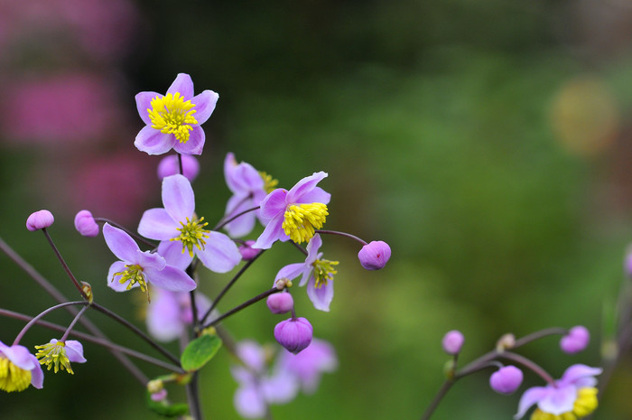 紫錦唐松の花　（シキンカラマツ）_c0278671_1950234.jpg