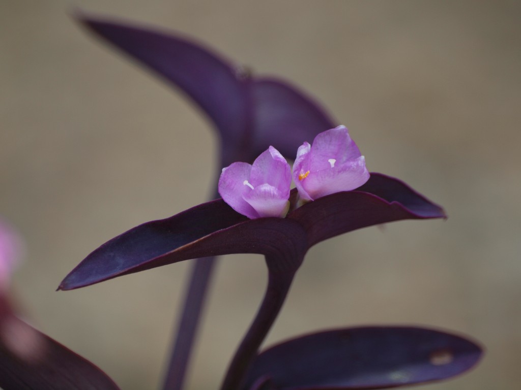 紫御殿 ムラサキゴテン の花 自然風の自然風だより