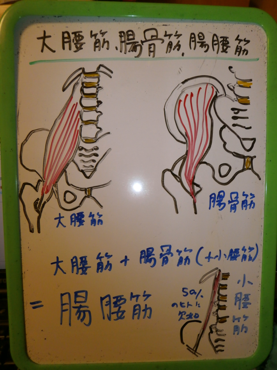 大腰筋+腸骨筋（+小腰筋）＝腸腰筋_f0115484_18251680.jpg