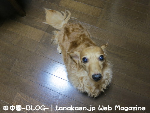 常にネットに繋がる環境が必須！_b0200291_1957548.jpg