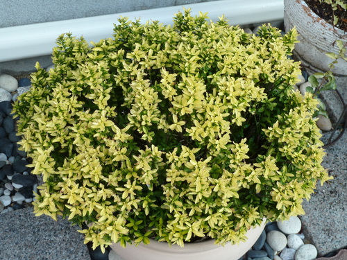 f0166694_11235557.jpg
