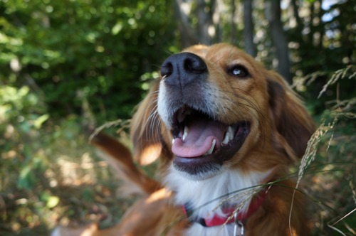 犬も子供も歩く、歩く_f0106597_18503843.jpg