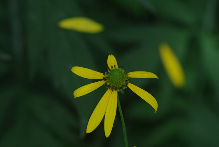 とりあえず　一枚　　今日の花　_b0103798_5451180.jpg