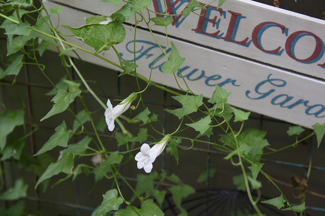 恵みの雨で乾いた庭も潤って♪　今日の花はケラトテカ_a0123003_9351652.jpg