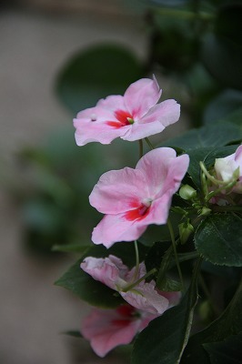 恵みの雨で乾いた庭も潤って♪　今日の花はケラトテカ_a0123003_935792.jpg