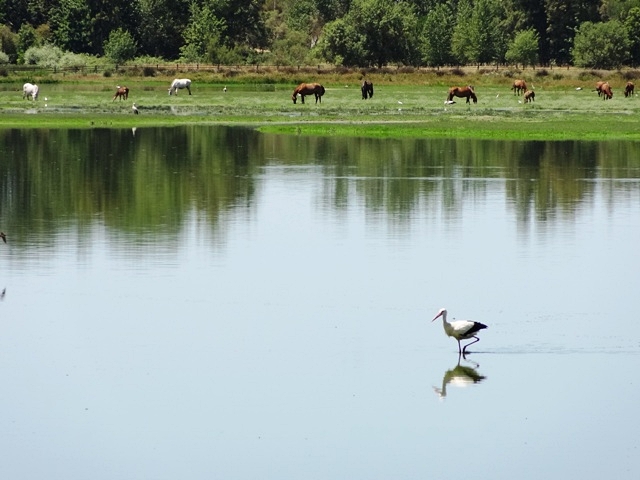 ドニャーナ国立公園1 アラビア海 砂漠の風に吹かれて アラビア半島日記 ドニャーナ国立公園1 アラビア海 砂漠の風に吹かれて アラビア半島日記