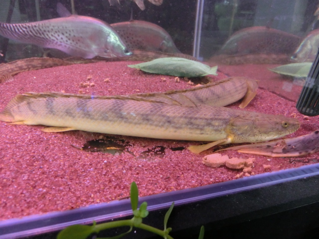 2013年熱帯魚入荷情報!Vol.19 (8/19~8/23)_b0141806_2543055.jpg