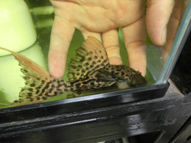 2013年熱帯魚入荷情報!Vol.19 (8/19~8/23)_b0141806_2545959.jpg
