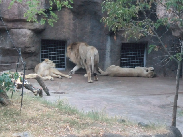 ◎天王寺動物園_f0108606_2234732.jpg