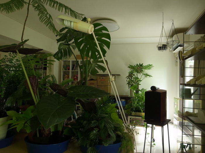 観葉植物 夏の旅行の前に 庭日和 観葉植物 夏の旅行の前に 庭日和