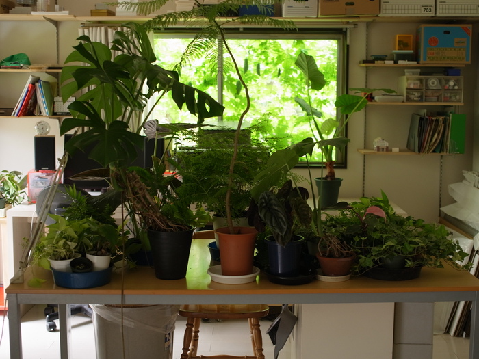 観葉植物　〜夏の旅行の前に〜_e0276411_12383314.jpg