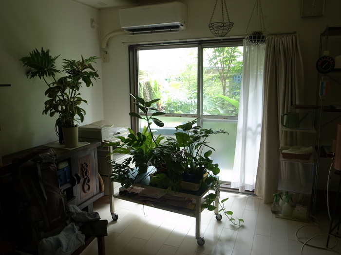 観葉植物　〜夏の旅行の前に〜_e0276411_1238677.jpg