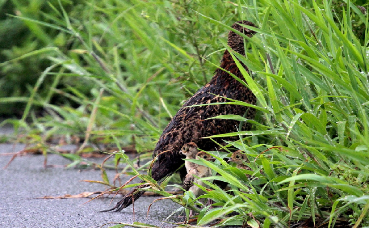 キジorヤマドリ 雛と共に 遊水池にて 私の鳥撮り散歩 キジorヤマドリ 雛と共に 遊水池にて 私の鳥撮り散歩