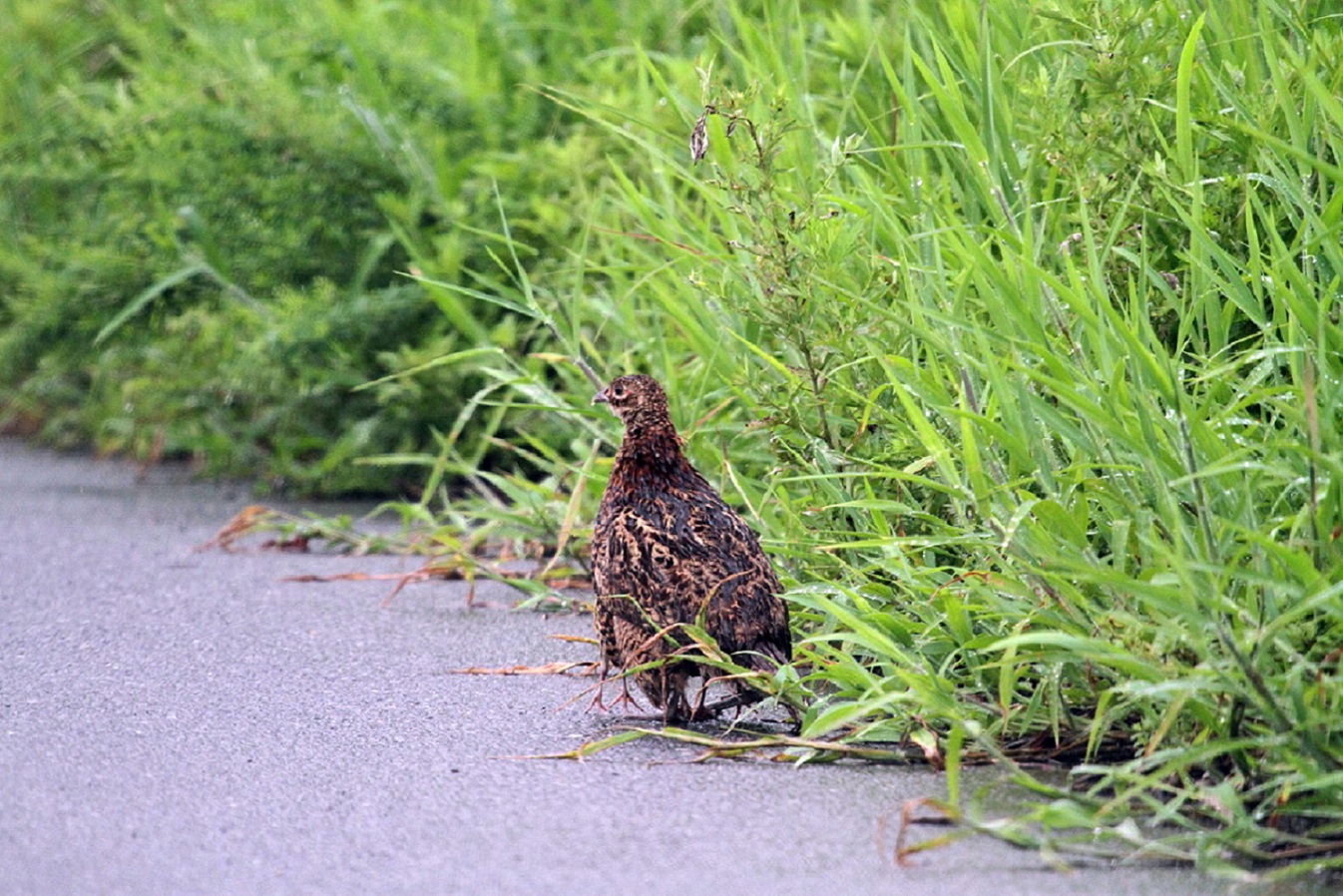 キジorヤマドリ 雛と共に 遊水池にて 私の鳥撮り散歩 キジorヤマドリ 雛と共に 遊水池にて 私の鳥撮り散歩