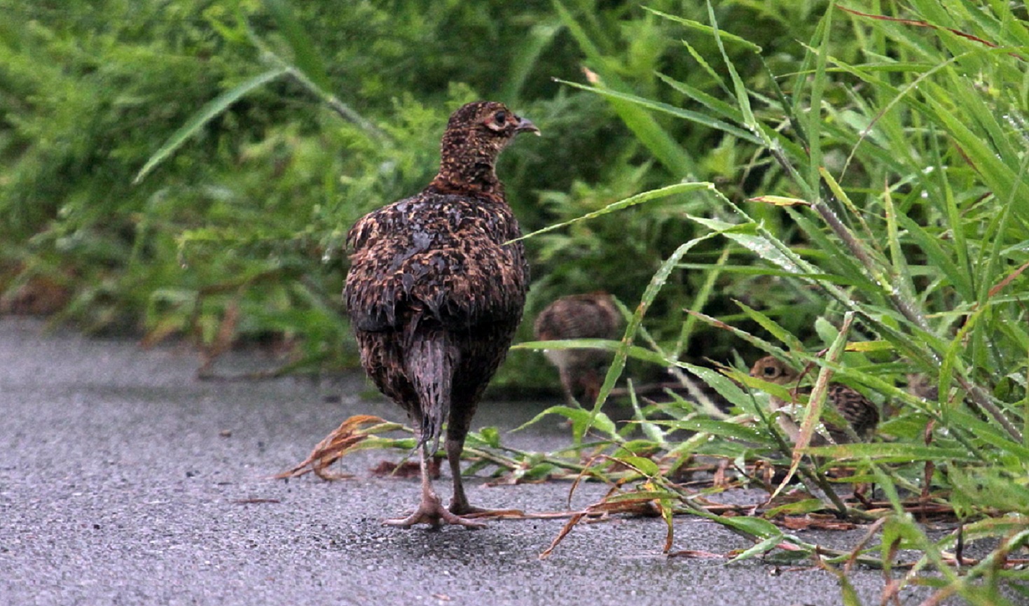 キジorヤマドリ 雛と共に 遊水池にて 私の鳥撮り散歩 キジorヤマドリ 雛と共に 遊水池にて 私の鳥撮り散歩