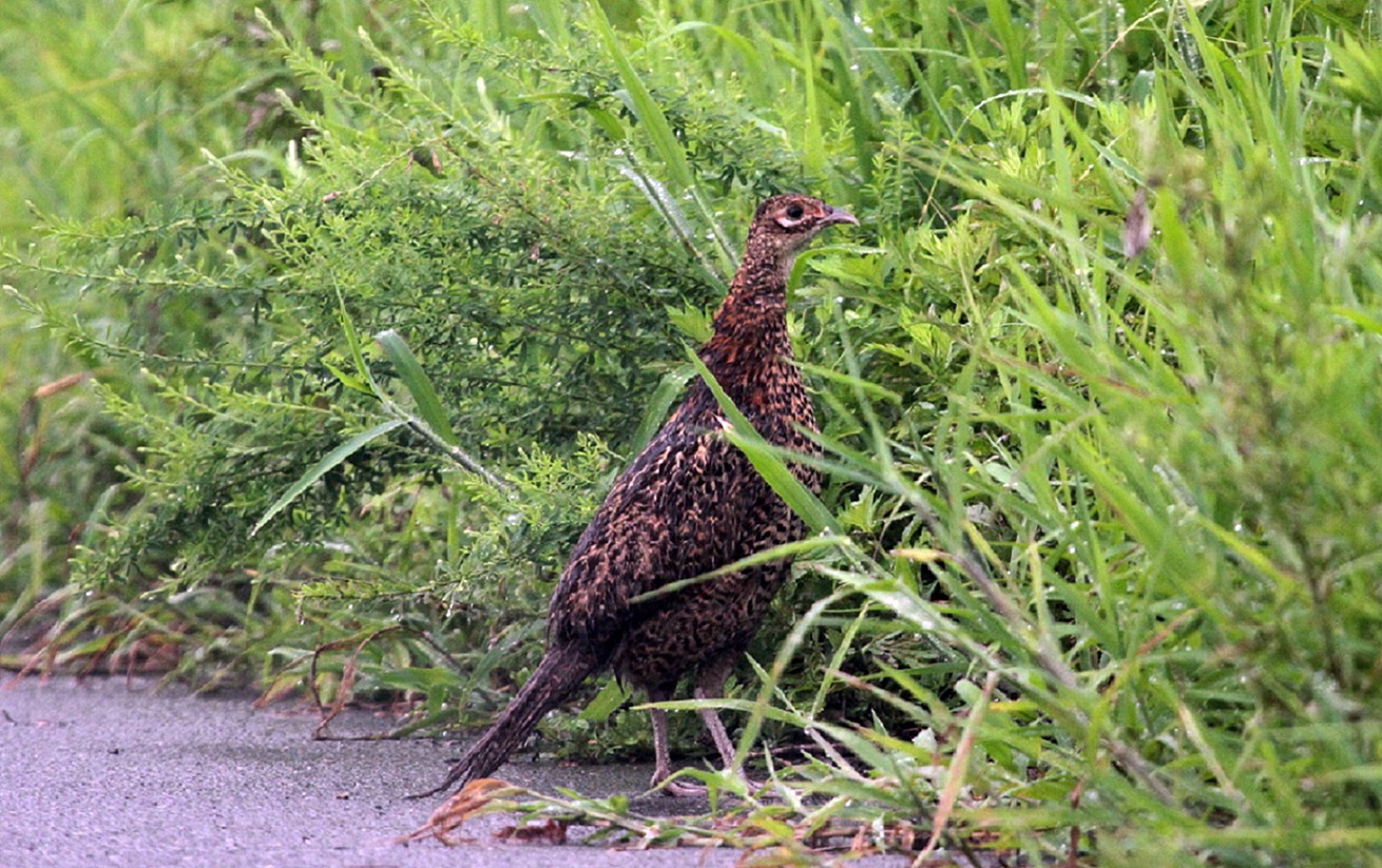 キジorヤマドリ 雛と共に 遊水池にて 私の鳥撮り散歩 キジorヤマドリ 雛と共に 遊水池にて 私の鳥撮り散歩
