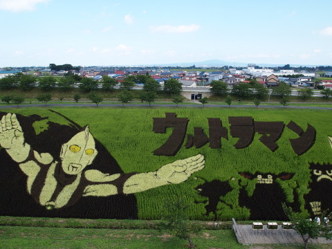 田んぼアート（田舎館村）*2013.08.24_b0147224_20341556.jpg