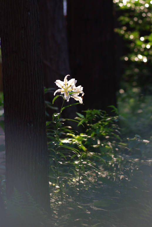 山百合の花の季節は過ぎましたが…_c0107924_21483526.jpg