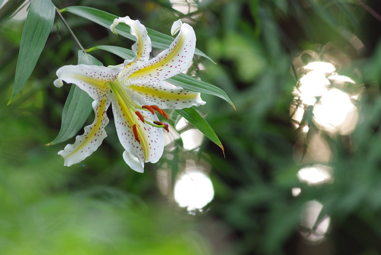 山百合の花の季節は過ぎましたが…_c0107924_2149220.jpg