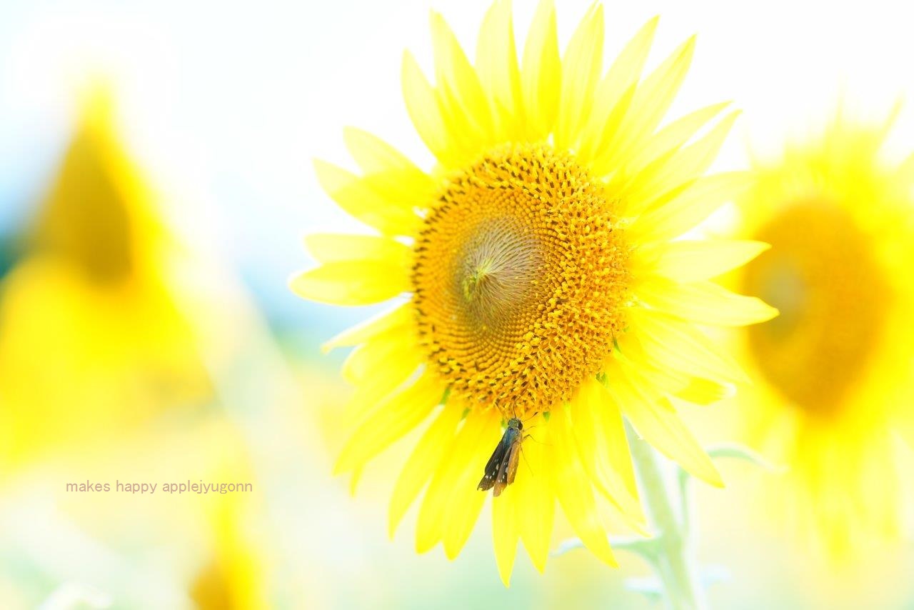 ひまわり キラキラしあわせ写真館 ひまわり キラキラしあわせ写真館