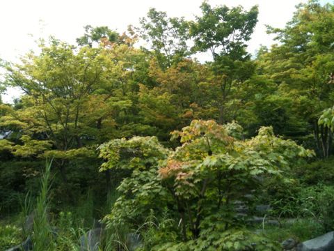 国営昭和記念公園(8月24日)_e0213636_19592420.jpg