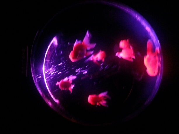 日本橋アクアリウム!_b0259538_12174919.jpg