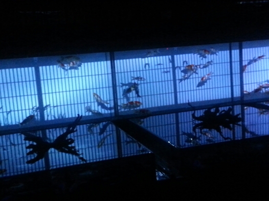 日本橋アクアリウム!_b0259538_1224210.jpg