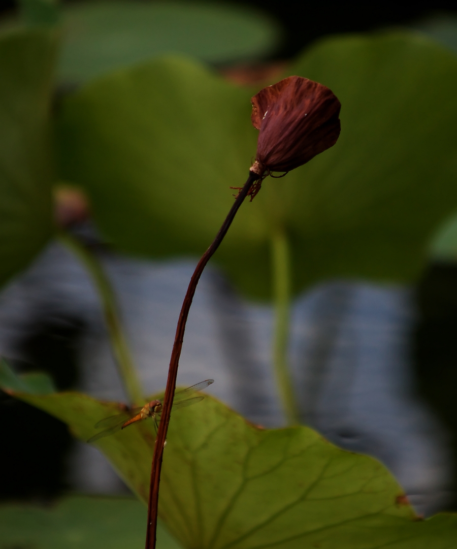 蓮華寺池公園は秋色_a0264542_9183971.jpg