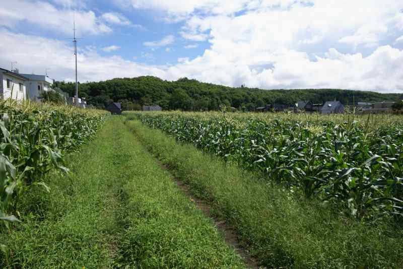 空高く　秋の近付きを感ずる_f0119643_1193881.jpg