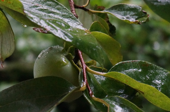 b0244372_842077.jpg