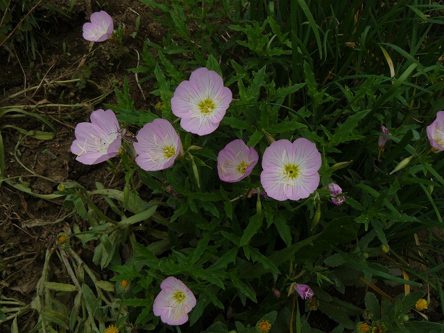 d0019074_1624059.jpg