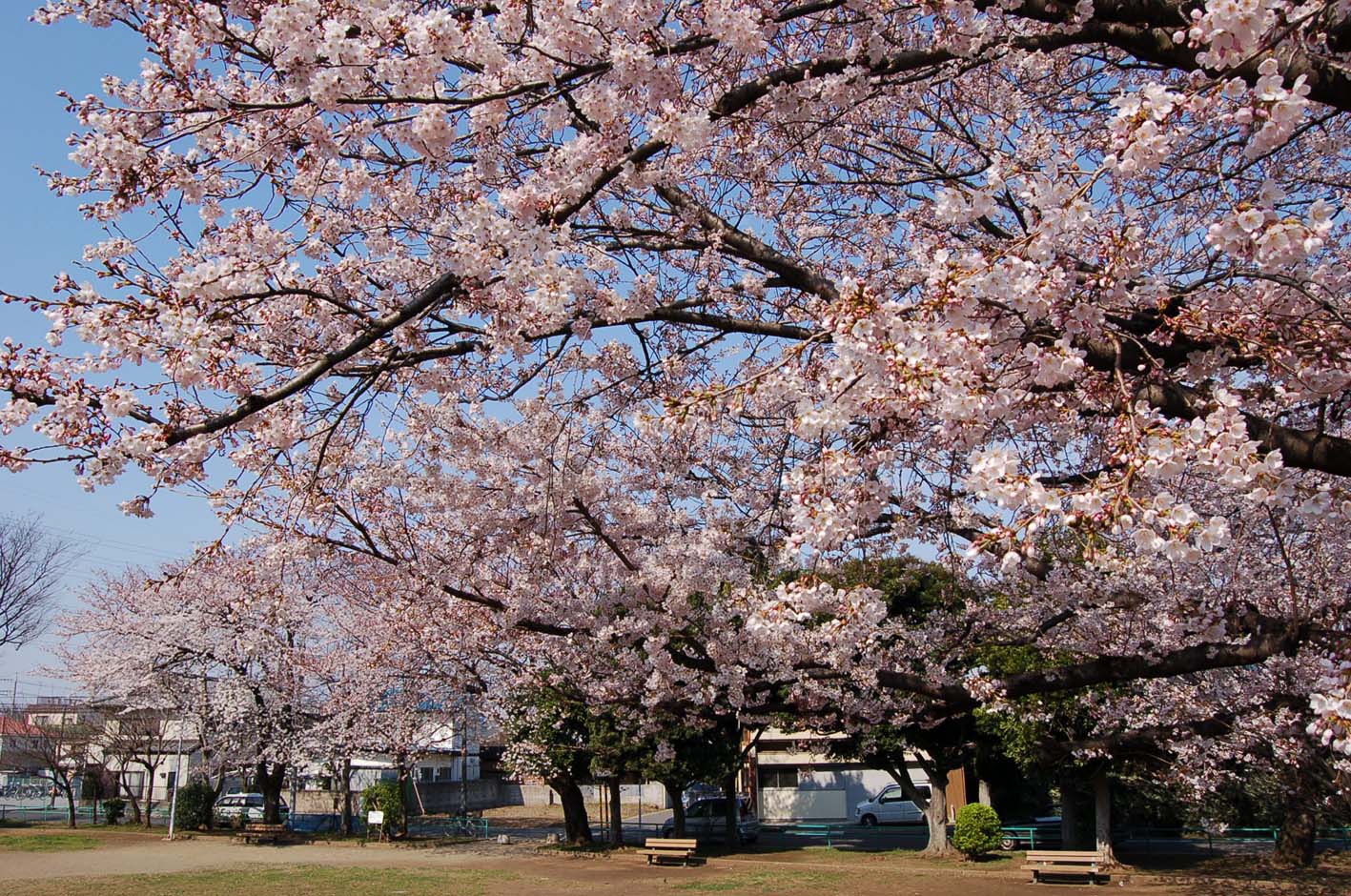 去年の桜散る_f0108399_1712457.jpg