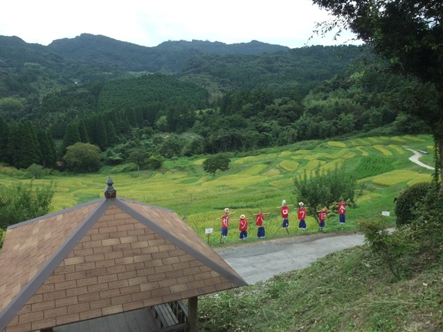 2013・８月２４日　　　棚田へ・さつまいもの茎のキンピラ_c0067508_15192623.jpg