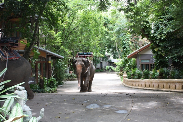 楽しかったバンコク・カオヤイ国立公園_d0125208_1719229.jpg